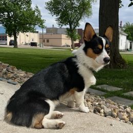 American Corgis and Pembroke Welsh Corgis from MKM Corgi Company