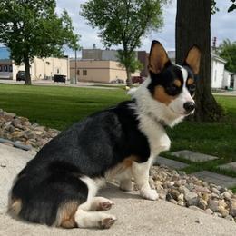 American Corgis and Pembroke Welsh Corgis from MKM Corgi Company