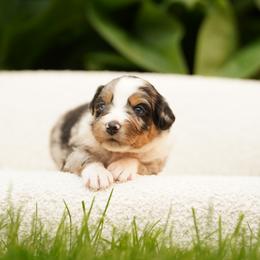 Zoey - Blue merle female Bernedoodle puppy in Spokane, Washington from Lilac City Doodles