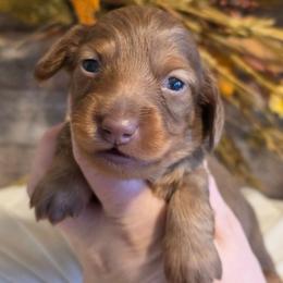 Boy 1 - Chocolate and tan male Dachshund puppy in Romney, Indiana from Brown's Valley Dachshunds