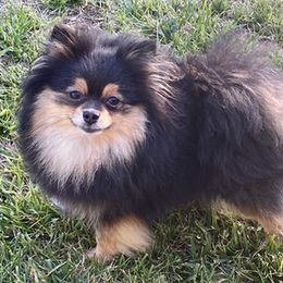 Pomeranian All Grown Up from Real Puppies of Beverly Hills