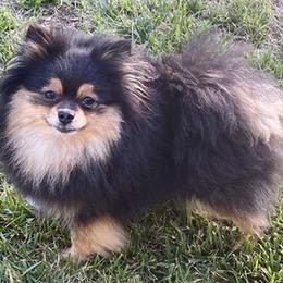 Pomeranian All Grown Up from Real Puppies of Beverly Hills