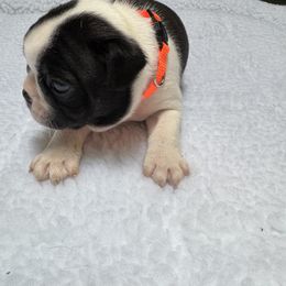 Boston Terrier Puppies from Washburns bostons