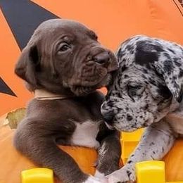 Great Danes from Majestic Danes