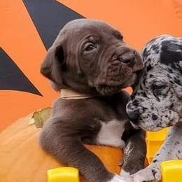 Great Danes from Majestic Danes