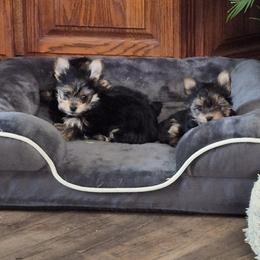 Yorkshire Terrier Puppies from Letterman Yorkies