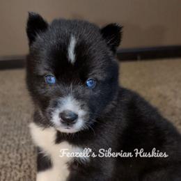 Achillia (ah-keel-e-ah) - Agouti and white female Siberian Husky puppy in Richland, Mississippi from Feazell’s Siberian Huskies