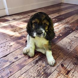 Toby - AKC Pre-Registered - Black white and tan male Cocker Spaniel puppy in Midlothian, Virginia from Swift Creek Cocker Spaniels