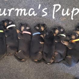 German Shepherd Puppies from Central Coast German Shepherds