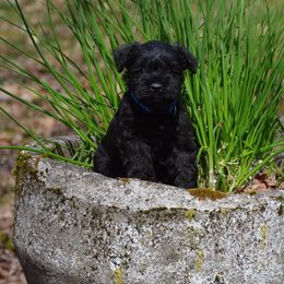 Miniature Schnauzers from Little Angel Miniature Schnauzer