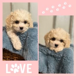 Boy 1 - Blenheim male Cavachon puppy in Smoot, Wyoming from Designer Mountain Mutts