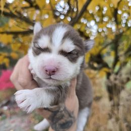 Lasso - Red and white male Siberian Husky puppy in Addison, Michigan from Gray Run Siberian Huskies