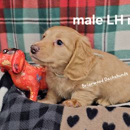 Dachshund Puppies from Briarwood Dachshunds