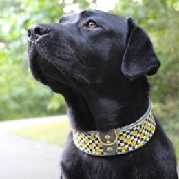 Labrador Retrievers from Tidal Retievers