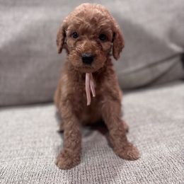 Pink - Red  female Goldendoodle puppy in Bakersfield, California from Lavish Doodles
