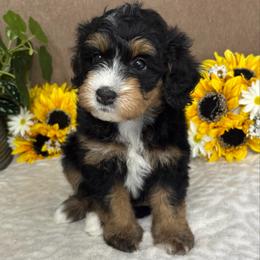 Coffee - Tri-color female Bernedoodle puppy in Seymour, Missouri from D and D’s Dandy Doodles