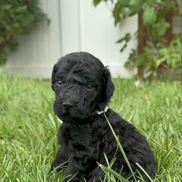 Sleepy - Black female Goldendoodle puppy in Windsor, Colorado from Sixth Day Kind