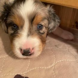 Australian Shepherd Puppies from Sweets' Cattle Co and Australian Shepherds