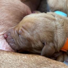 Mia - Golden rust female Vizsla puppy in Plymouth, Minnesota from Carlson Vizslas