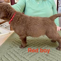 Chesapeake Bay Retriever Puppies from Marshpoint Gun Dogs