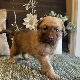 Goldie - Brown female Chesapeake Bay Retriever puppy in Ulen, Minnesota from North Wind Gundogs