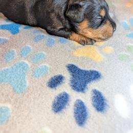 Boy 1 - Black male Schnoodle puppy in Holmesville, Ohio from Pawsome Puppies