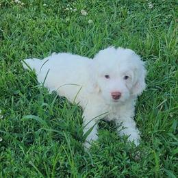 Hagen - Cream male Cockapoo puppy in Missouri from KDK Missouri Miniature Poodles