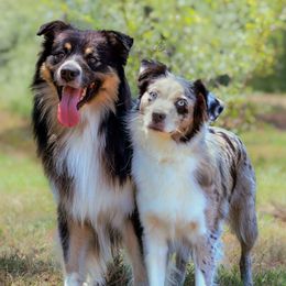 Miniature Australian Shepherd puppies from Ridgestar Aussies