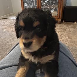 Peanut - Tri-color male Bernedoodle puppy in Mesa, Arizona from R & J Doodles