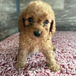 Kelsi - Red female Cavapoo puppy in Osseo, Michigan from Smiths Fluffy butts