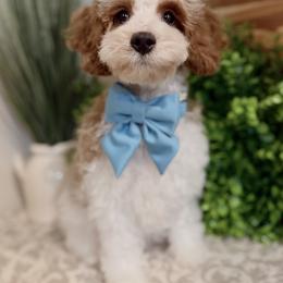 Bernedoodle, Cavapoo, and Goldendoodle Puppies from Blackberry Farm Puppies