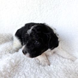 Zion - Black and white male Cavapoo puppy in Redding, California from O’Hara  Doodles