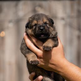 Boy 1 - male German Shepherd puppy in Tamiami, Florida from Vom MontHaus