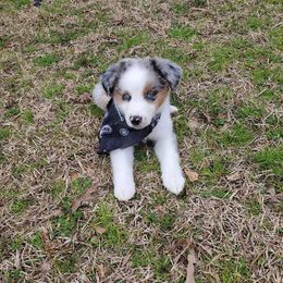 Australian Shepherd and Miniature Australian Shepherd Puppies from Donaldson Aussies