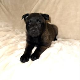 Pink Collar - Fawn female Belgian Malinois puppy in Trenton, Georgia from Laeknir K9