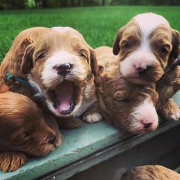 Australian Labradoodle Puppies from Wild Daisy Labradoodles