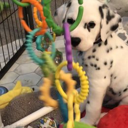 Dalmatian Puppies from Revere Dalmatians