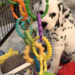 Dalmatian Puppies from Revere Dalmatians
