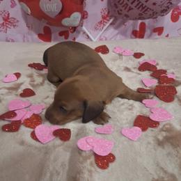 Rose - Red female Dachshund puppy in Surprise, Arizona from Codie's Dachshunds