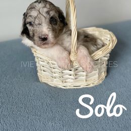 Goldendoodle Puppies from Ivie Mountain Doodles