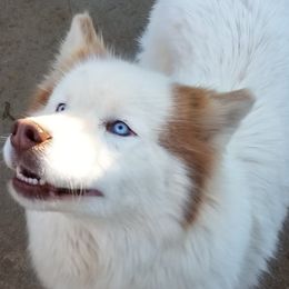 Halo - Siberian Husky