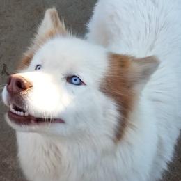 Halo - Siberian Husky