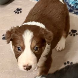 Holly - White and red female Border Collie puppy in Rickman, Tennessee from Roaring River Border Collies