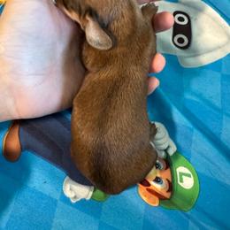 Flora - Red female Dachshund puppy in Whitehouse, Texas from Bonded Oaks Doxies