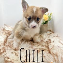 Chili - Red female Pembroke Welsh Corgi puppy in Goldthwaite, Texas from Everlove Pembroke Welsh Corgis