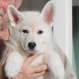 H - White male German Shepherd puppy in Yakima, Washington from Bahr-S German Shepherds