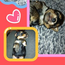 Yorkshire Terrier Puppies from York County Yorkies
