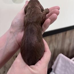 Boy 2 - Chocolate and tan male Dachshund puppy in Gouverneur, New York from Dack Dachshunds