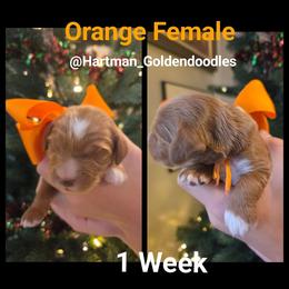 Orange - Red  female Goldendoodle puppy in Upland, California from Hartman Goldendoodles
