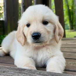 Layla - Light golden female Golden Retriever puppy in Doniphan, Missouri from Stockford’s Golden Retrievers